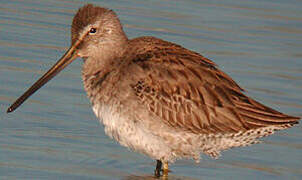 Long-billed Dowitcher