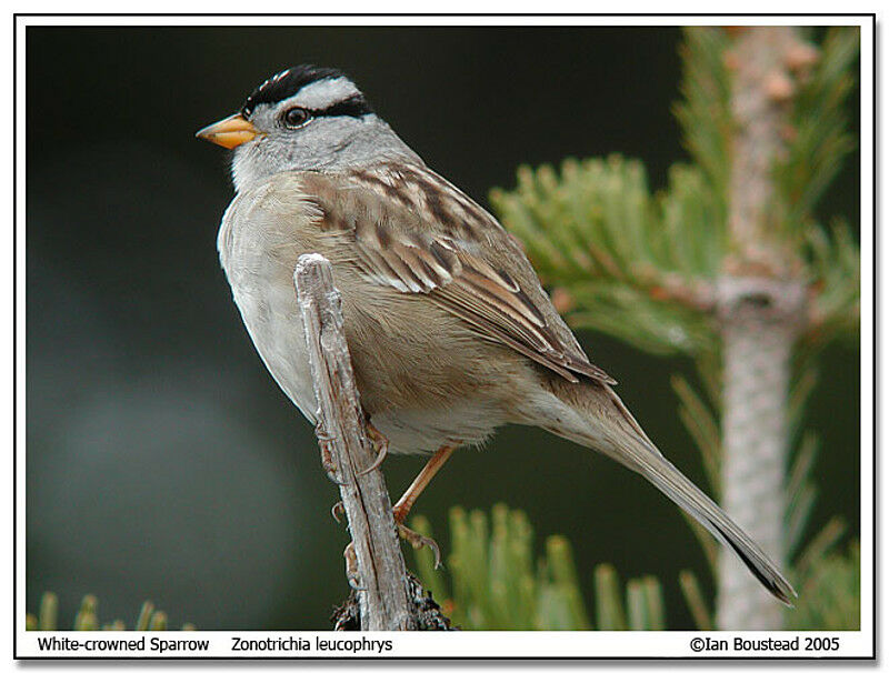 Bruant à couronne blanche