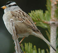 White-crowned Sparrow