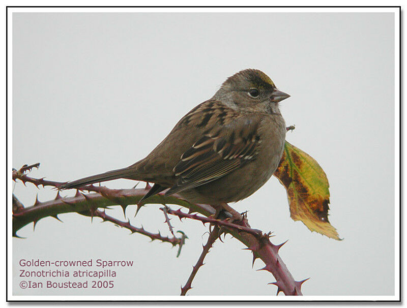 Bruant à couronne dorée