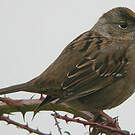 Bruant à couronne dorée