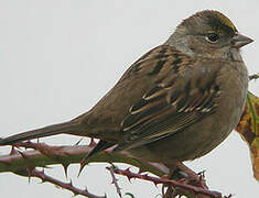 Golden-crowned Sparrow