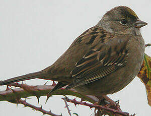 Bruant à couronne dorée