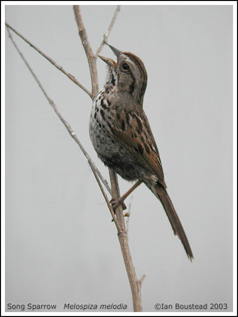 Song Sparrow