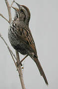 Song Sparrow