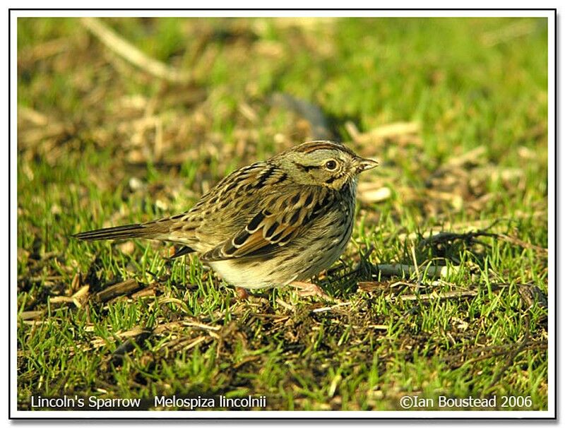 Lincoln's Sparrow