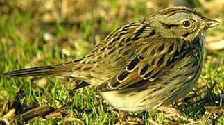 Lincoln's Sparrow