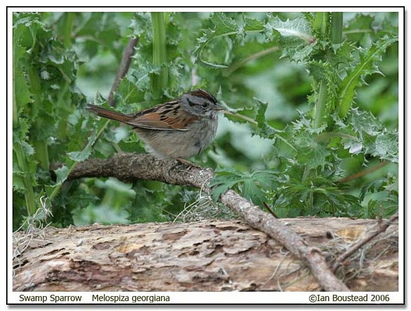 Swamp Sparrowadult