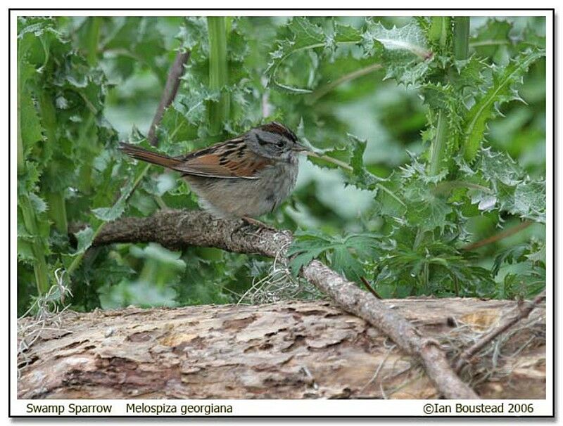 Bruant des maraisadulte