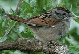 Swamp Sparrow