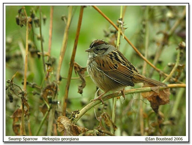 Swamp Sparrowadult