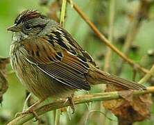 Swamp Sparrow