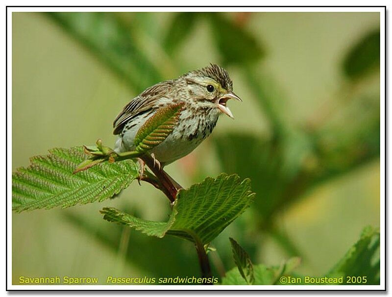 Savannah Sparrow