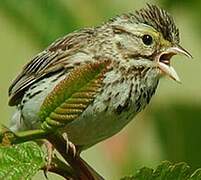 Savannah Sparrow