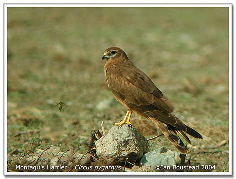 Montagu's Harrier