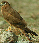 Montagu's Harrier