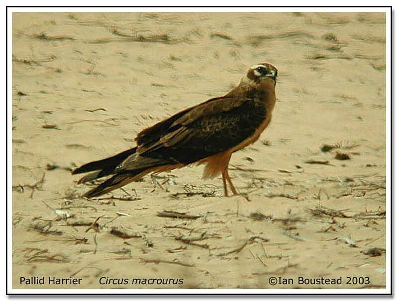 Pallid Harrier