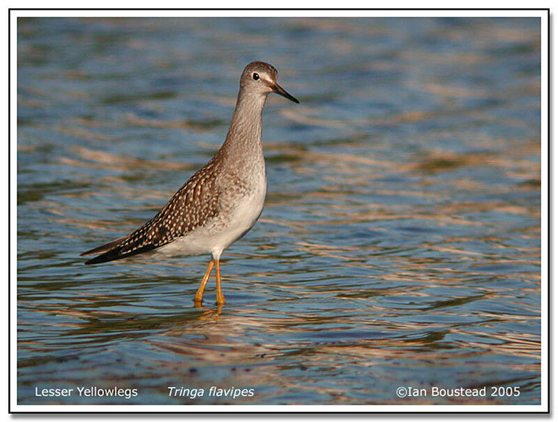 Lesser Yellowlegs