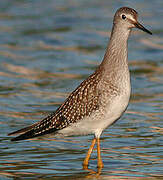 Lesser Yellowlegs