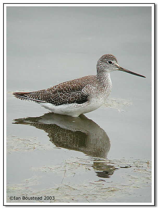 Greater Yellowlegs