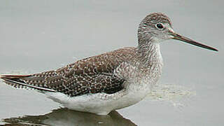 Greater Yellowlegs