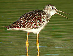 Greater Yellowlegs