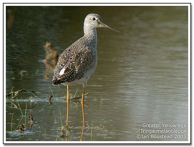 Greater Yellowlegs