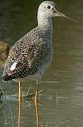 Greater Yellowlegs