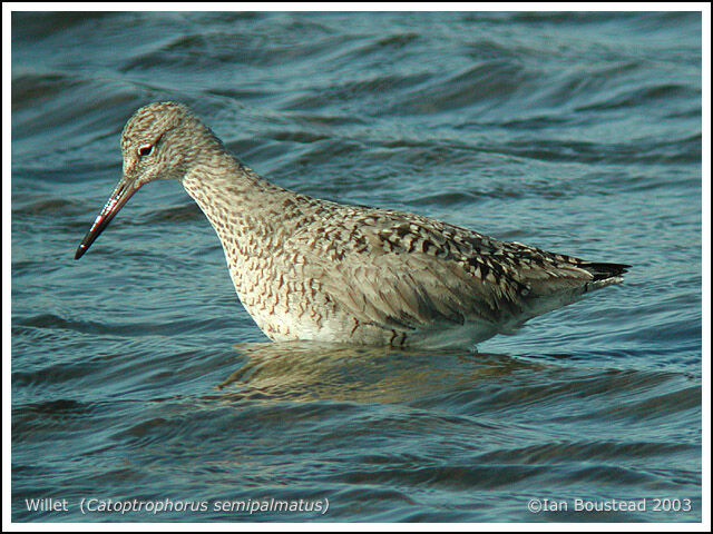 Willet