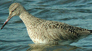 Willet