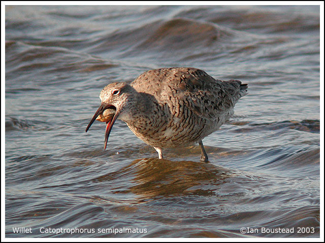 Willet