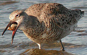 Willet