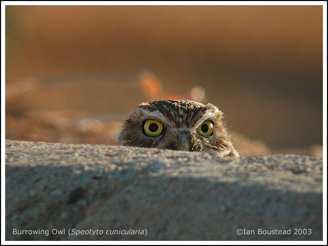 Burrowing Owl