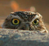 Burrowing Owl