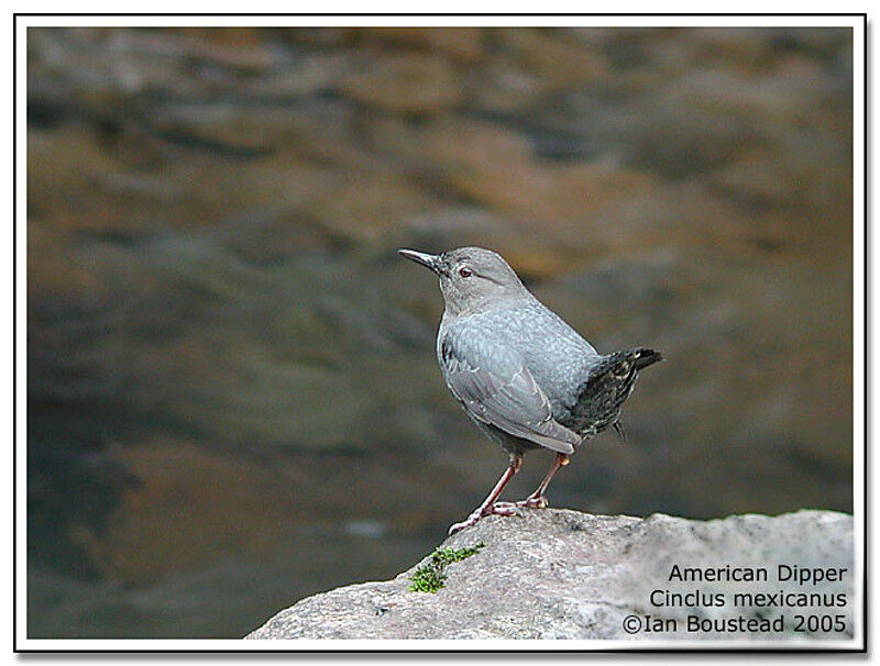 American Dipper