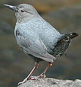 American Dipper