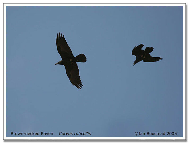 Brown-necked Raven