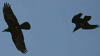 Brown-necked Raven