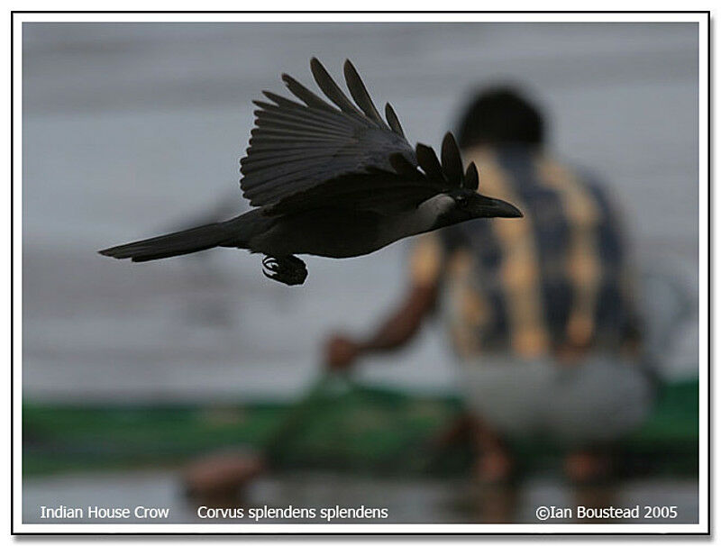 House Crow