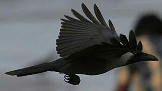 House Crow