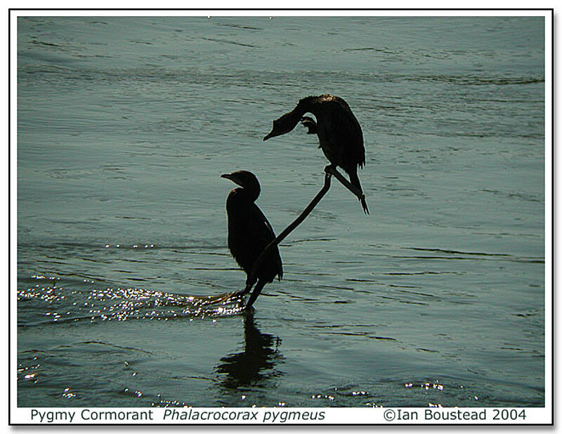 Pygmy Cormorant