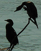 Pygmy Cormorant