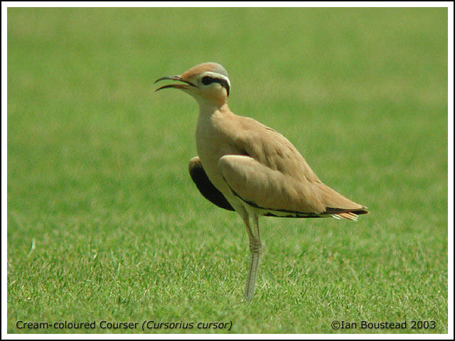 Cream-colored Courser