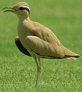 Cream-colored Courser