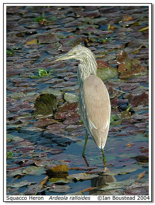 Squacco Heron