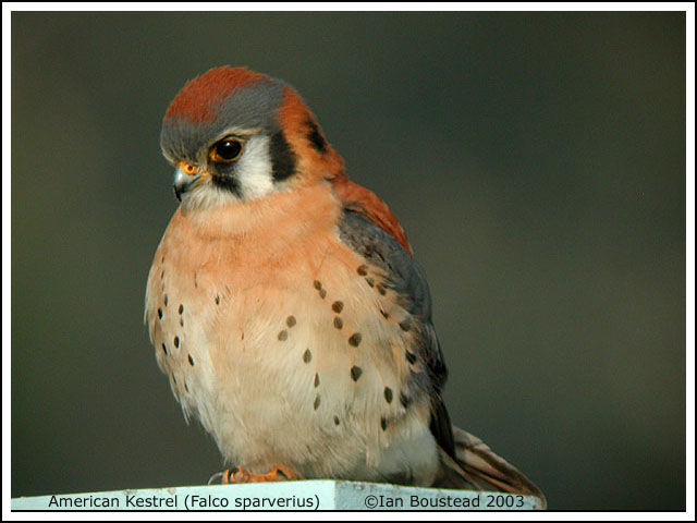 American Kestrel