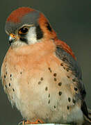 American Kestrel