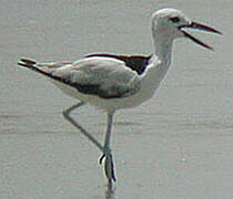 Crab-plover