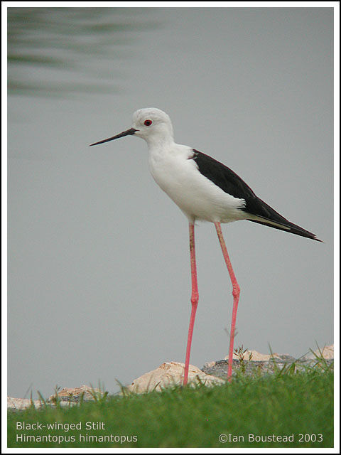 Black-winged Stilt