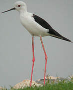 Black-winged Stilt